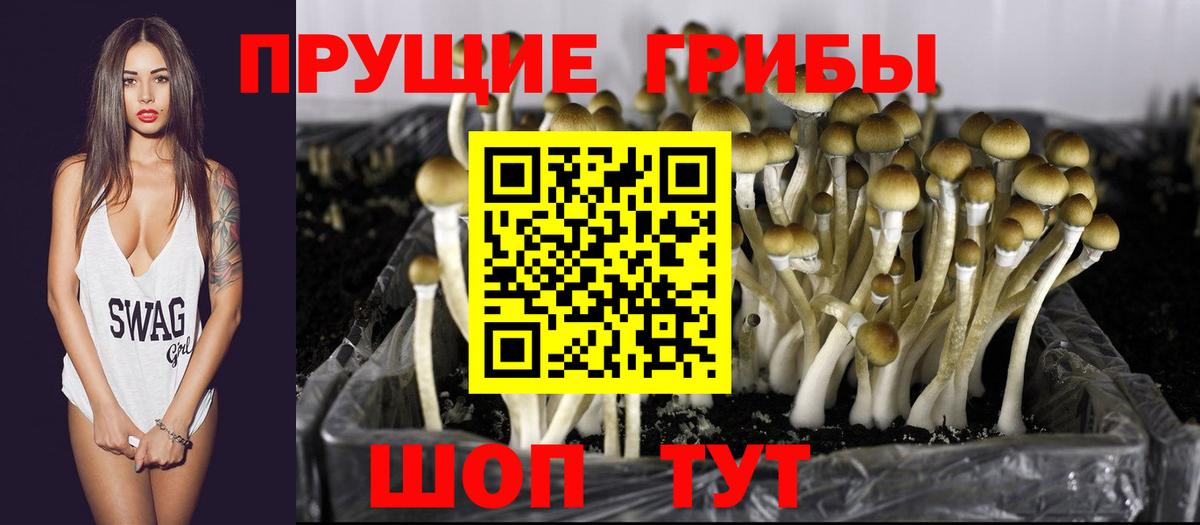 Дятьково  Галлюциногенные грибы Cubensis  Вход с VPN 